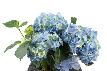 blue hortensia flowers in a pot detail