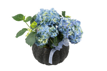 blue hortensia flowers in a pot