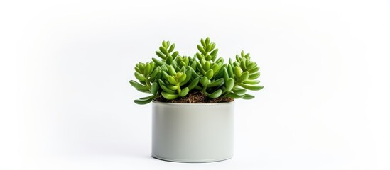 Home decor Tin can with isolated succulent plant top view