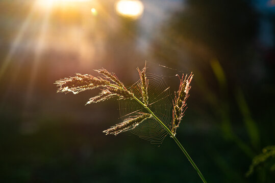 Nature & Sunset