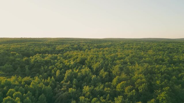 summer forest from a bird's eye view, shooting from a copter