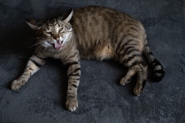 Funny striped gray cat lies on the bed and sneezes