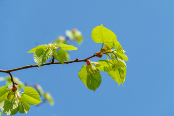 Bright green Leaves of Tilia caucasica linden tree on blue sky background. Natural concept of spring, the beginning of new life. Selective focus.