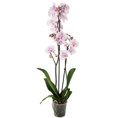 light pink orchid 2 branches in