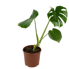 monstera deliciosa in a flower pot