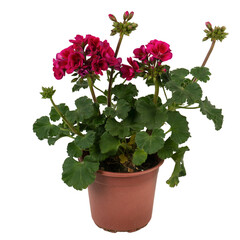 Pelargonium zonale in a flower pot