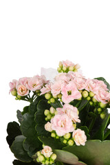 Fototapeta premium pink calanchoe flower close up details