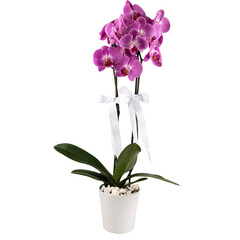 purple orchid 2 branches in a white pot