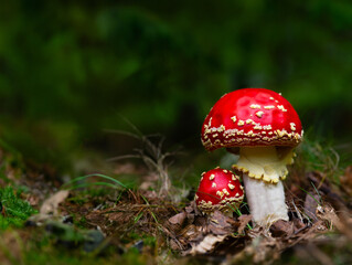 red fly agaric in the forest in the grass