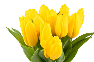 yellow tulips close up detail