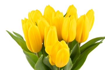 yellow tulips close up detail
