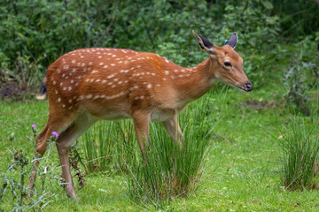 Vietnamese sika doe outdoors on the lawn.