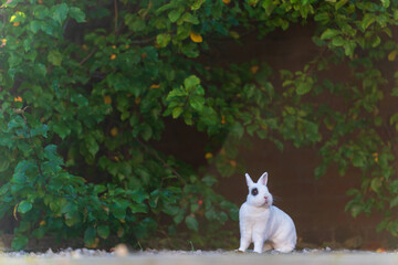 Blanc de Hotot Rabbit in garden