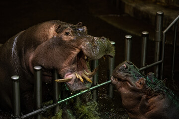 An aggressive hippopotamus with a crooked tooth behind a strong fence in the water.