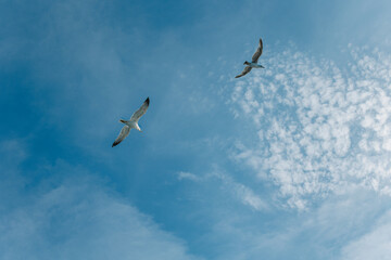 Seagulls in the blue sky