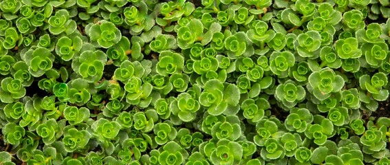 Caucasian stonecrop plants in a green house near Gervais Oregon - obrazy, fototapety, plakaty