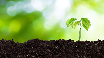 Seedling growing from fertile soil till morning sunlight shining, growing and organic plants ecology concept, Young tree with bokeh background. - obrazy, fototapety, plakaty