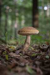 Cossack birch mushroom outside in the forest.