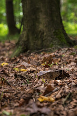 Blackening pigeon mushroom outdoors in the forest.