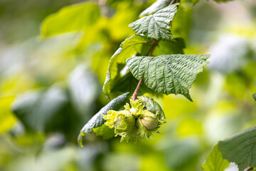 young hazelnuts on a bush in the sun