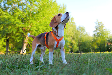 Three-quarter portrait on beagle male dog standing on grass