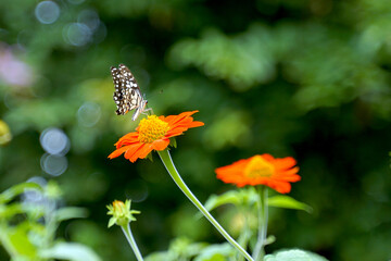 Butterflies feed on nectar from Tithonia rotundifolia flowers, a mutually beneficial relationship between different organisms in an ecosystem. Butterflies feed and pollinate flowers.