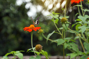 Butterflies feed on nectar from Tithonia rotundifolia flowers, a mutually beneficial relationship between different organisms in an ecosystem. Butterflies feed and pollinate flowers.
