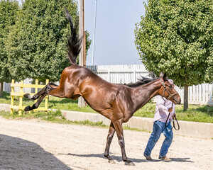 A Thoroughbred racehorse bucking while being led outdoors with his tail straight up in the air.