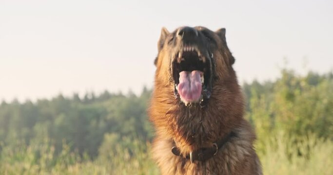 Dog barks at camera, saliva flying in different directions. German shepherd breathing quickly with tongue out, hot, portrait