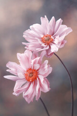 Różowe kwiaty Zawilca japońskiego . - obrazy, fototapety, plakaty