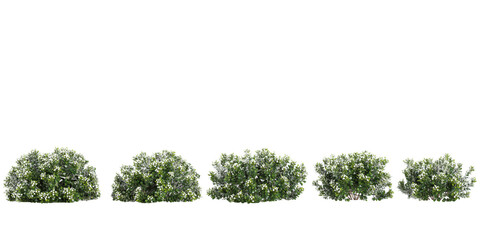 Gardenia-jasminoides flowers isolated on white, 3D render - obrazy, fototapety, plakaty
