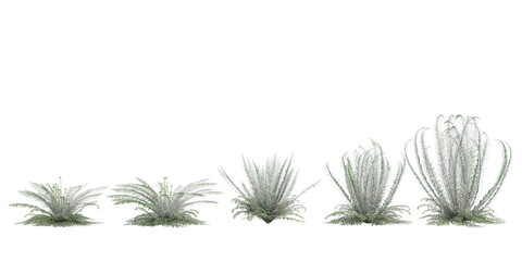 Green Fern grass with whitte background.3d rendering