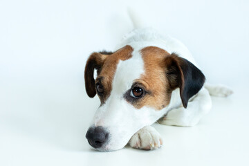 Resting Jack Russell Terrier dog lying down, isolated on white background. Parson Russell Terrier lying and looking at the camera. The dog is sad and bored. 