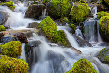 Fototapeta na wymiar Closeup of water flowing surrounded by moss-covered rocks in Olympic National Park in Washington state 
