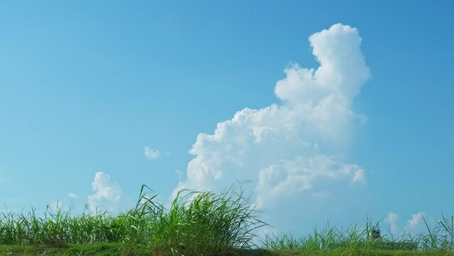 川沿いの土手越しに見える入道雲