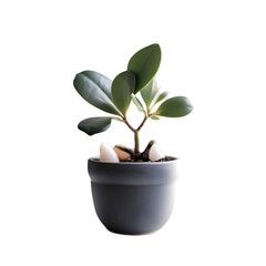 Ficus in a pot isolated on white background with clipping path.