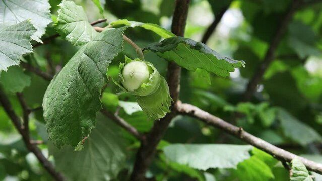 young hazelnuts on a bush in the sun video
