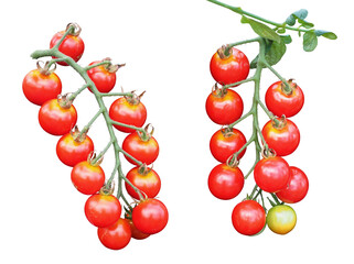 実るプチトマト