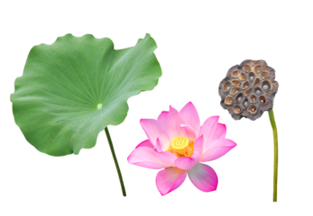 ハスの葉と花と種　8月撮影