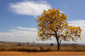 A flowering yellow ipe in the middle of dry grass, on the banks of the BR-352 in Goias, with the sky in the background.