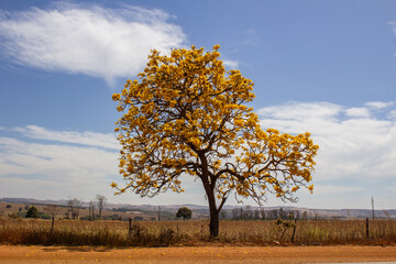 Fototapeta premium A flowering yellow ipe in the middle of dry grass, on the banks of the BR-352 in Goias, with the sky in the background.