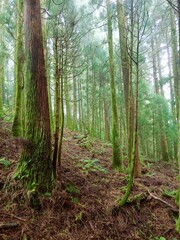 Bosques atlánticos maravillosos, húmedos y espesos. Colección Atlántico Ponta Delgada Las Azores (Portugal) 