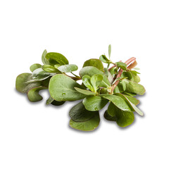 leaves isolated on white