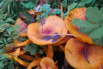 mushrooms on the stump. many mushrooms in the forest. tricholoma. Forest mushrooms (Coprinellus...