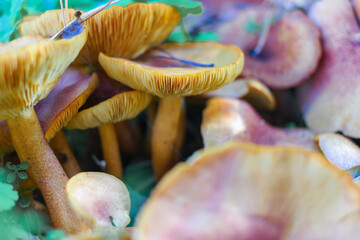 mushrooms on the stump. many mushrooms in the forest. tricholoma. Forest mushrooms (Coprinellus...