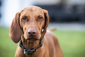 Brauner Hund für die Jagd schaut in die Kamera