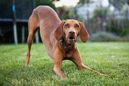 Jagdhund will im Garten spielen