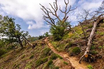 Sommerwanderung durch die Drachenschlucht in der Nähe von Eisenach - Thüringen - Deutschland