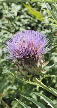 Cynara cardunculus - Close up of a globose capitulum of violet-purple flower of Artichoke thistle or Wild cardoon, surrounded by stout bracts ending in a spiny tip
