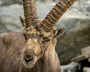 Portrait eines Steinbocks